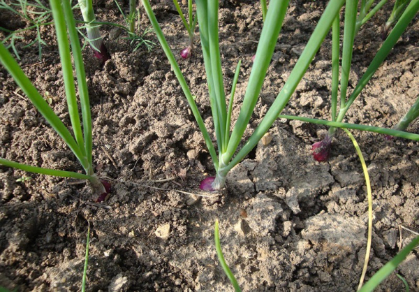 Как вырастить ялтинский лук в Подмосковье – основные секреты хорошего урожая